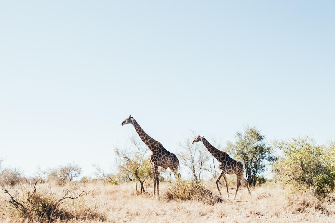 Giraffe in Kruger