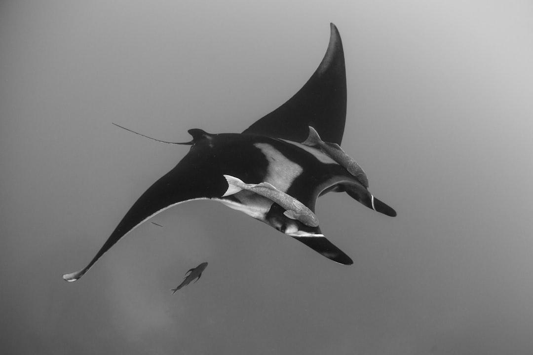 I’d be hard pressed to name any animal, terrestrial or aquatic, that surpasses or even equals the grace and elegance of the manta ray. It is like watching a prima ballerina perform an underwater dance that is perfectly choreographed despite being entirely improvised. Mantas are perfection, and I swear to you they swim right up so that they’re eye to eye with you and look right into your soul. One of the most meaningful animal encounters you can have on Earth is one with a manta.