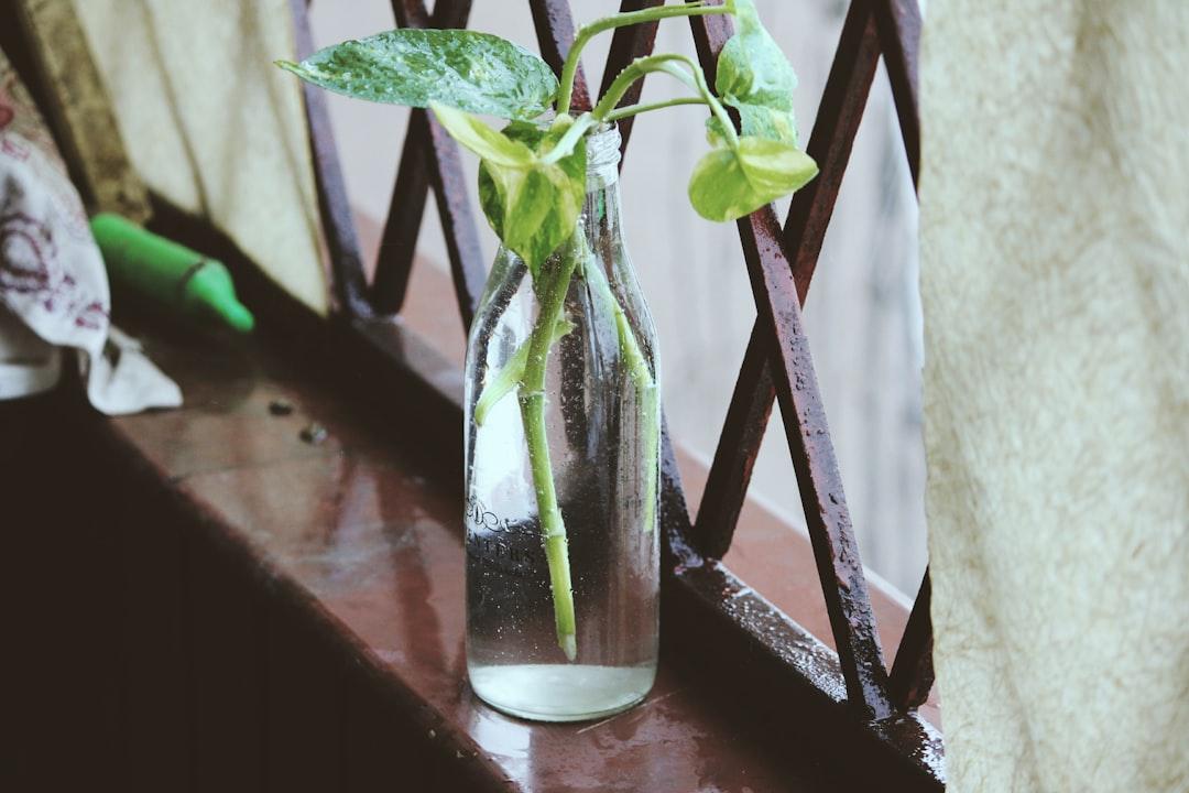 green plants on clear glass vase