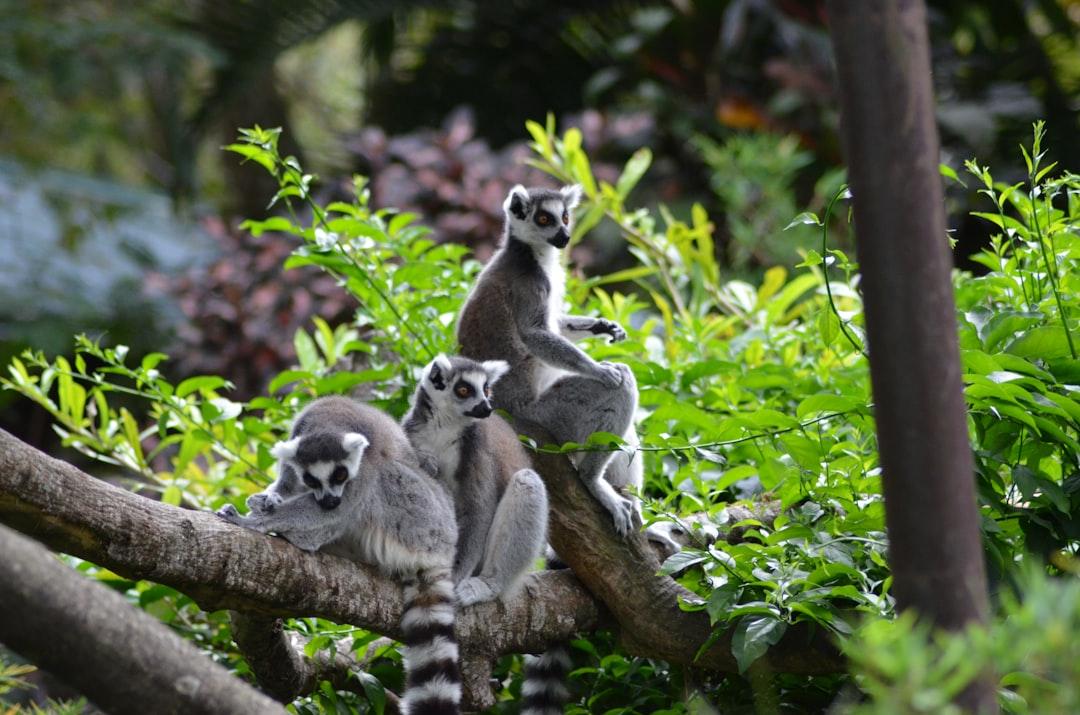 ring-tailed lemurs on tree branch