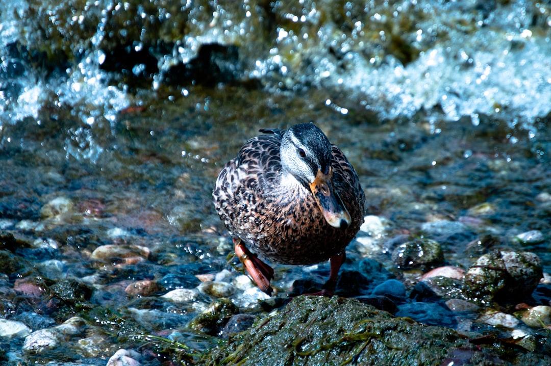 closeup photo of duck