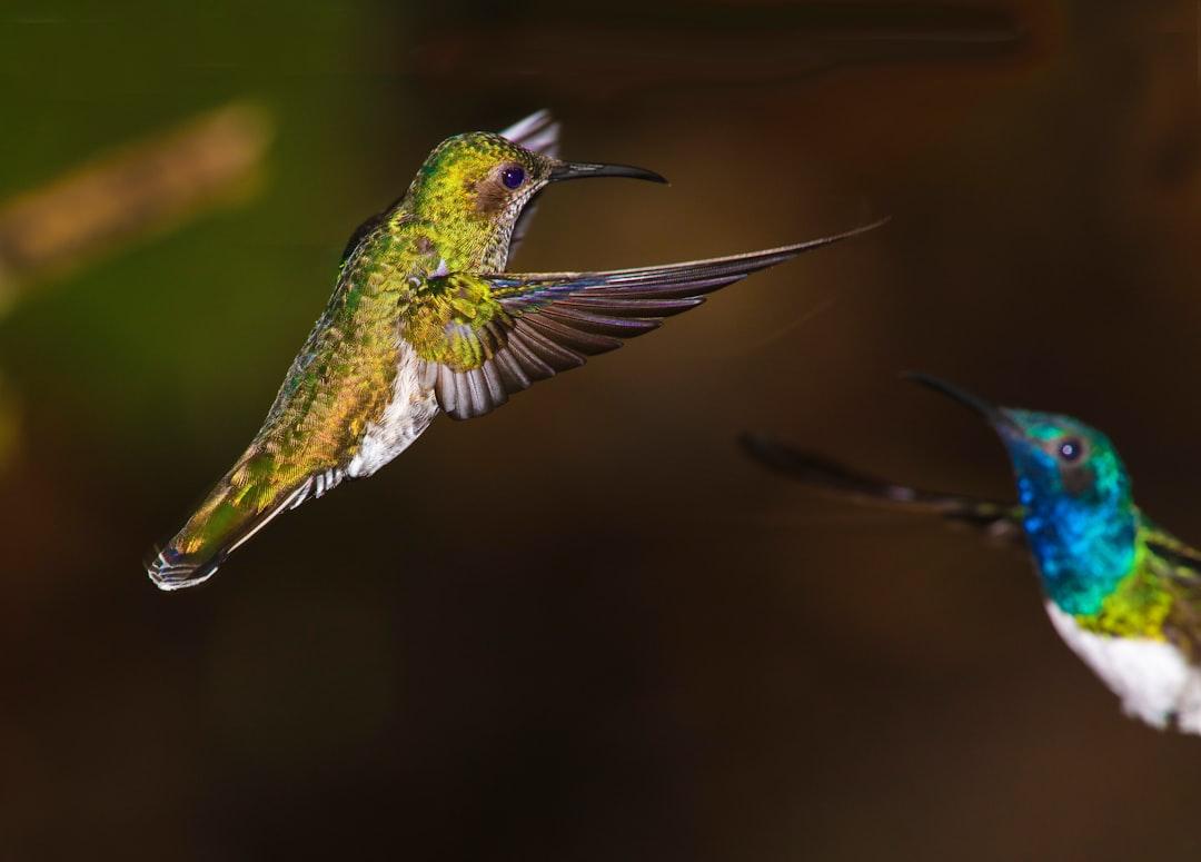 Hummingbird Confrontation