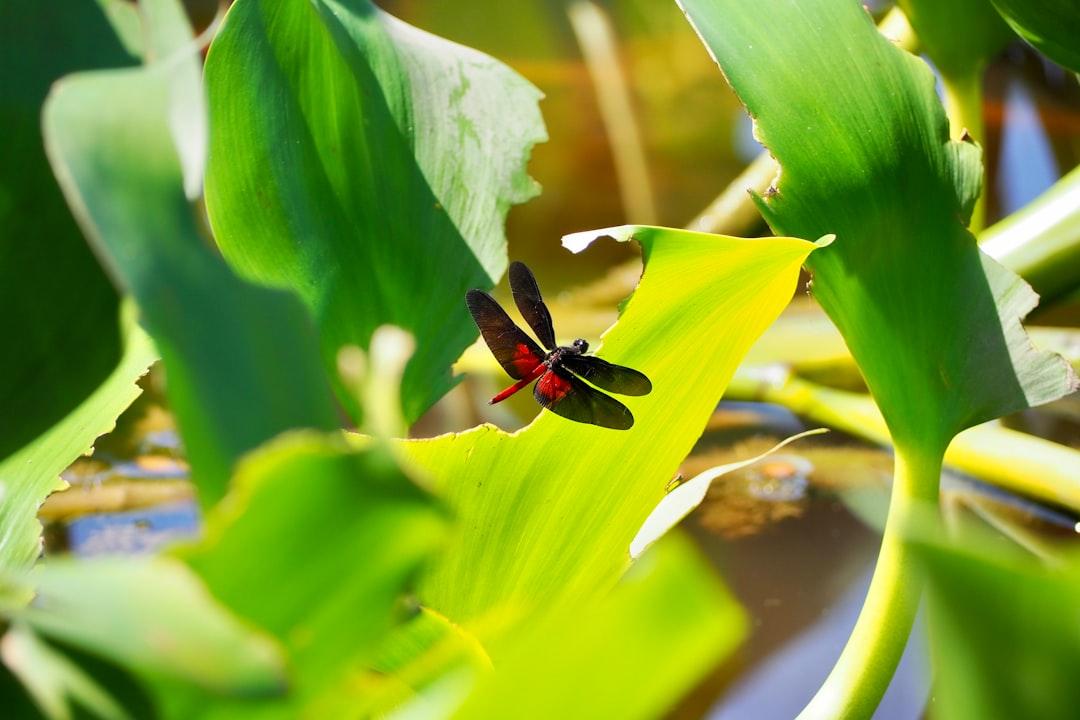 Red and black dragonfly in a paraguayan river