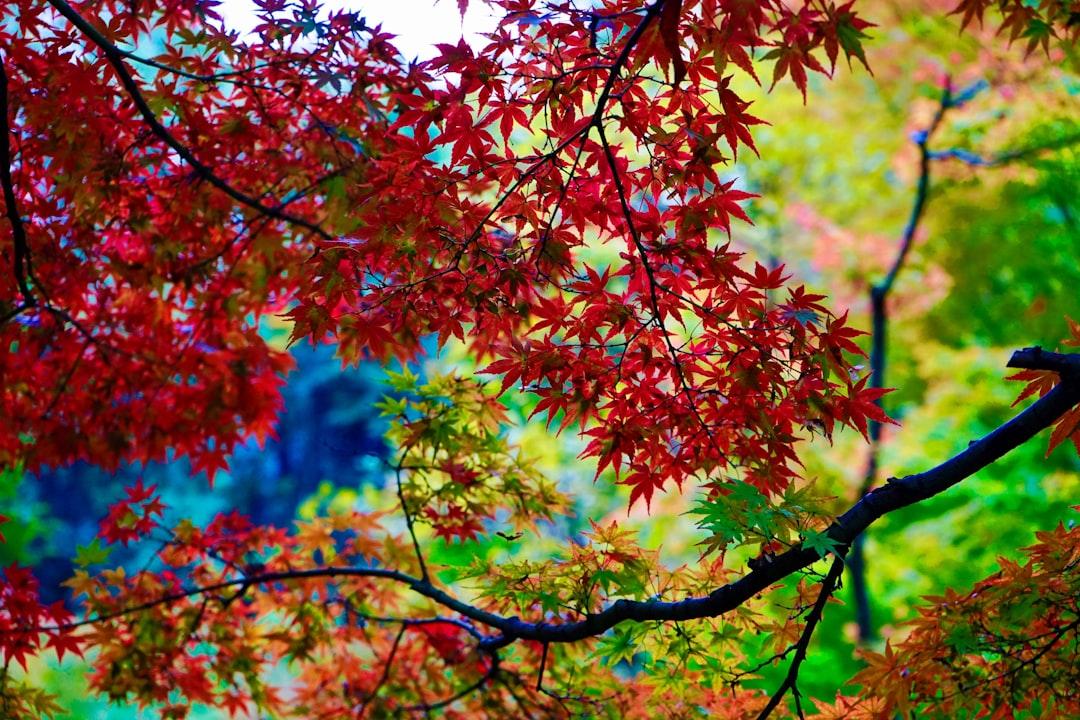 red and green leaves tree