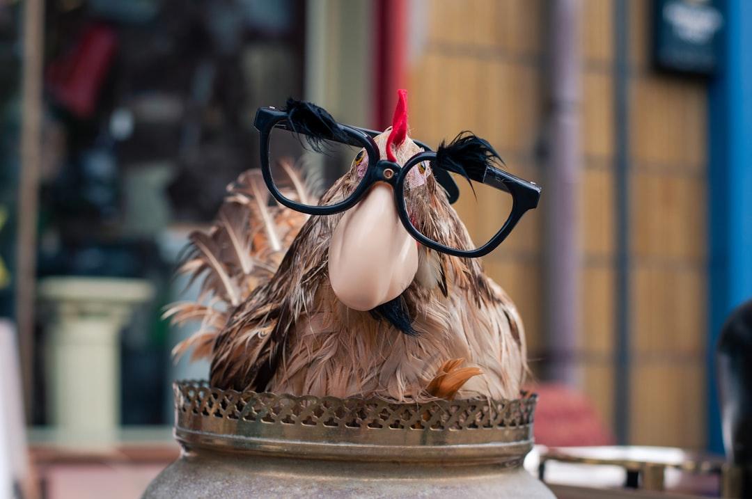 Chicken wearing glasses outside charity shop in Belfast