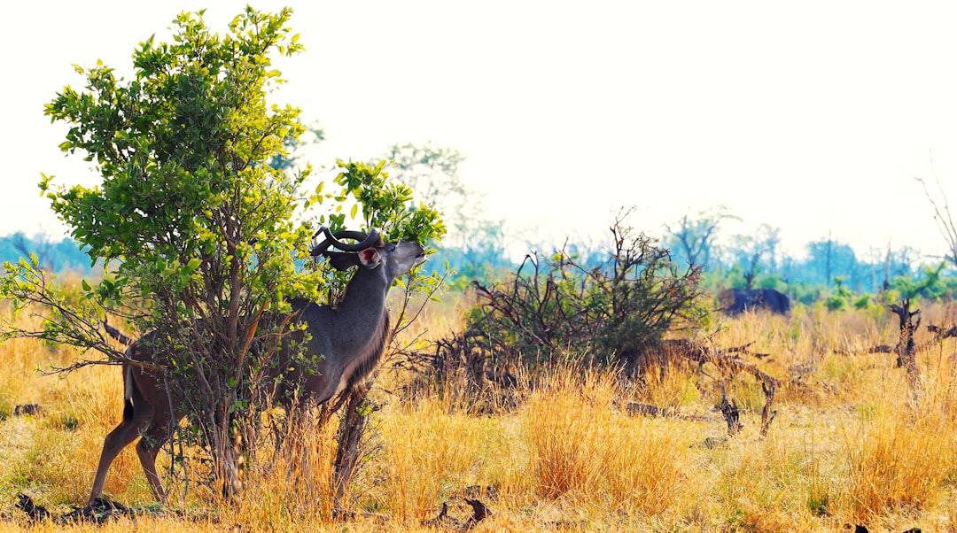 This Kudu was rubbing his nose constantly while we watched it from a jeep a couple of meters away. It was in Botswana, where we enjoyed our game drive in the Moremi Nationalpark.