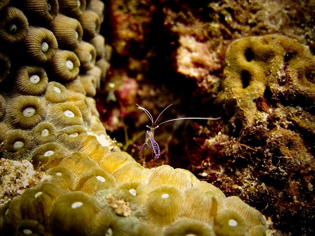 Cleaner Shrimp on a head of coral