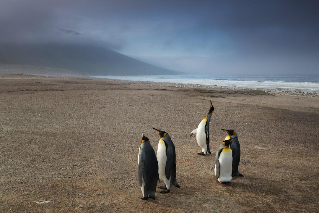 King penguins lost on the beach
