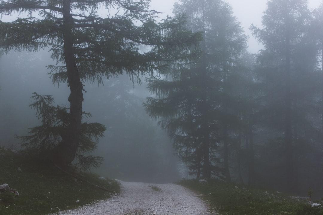 forest surrounded with fog