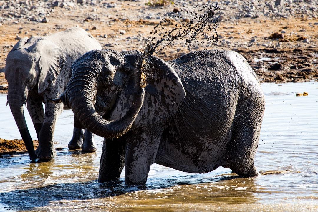 Elephants bathing in waterhole Namibia