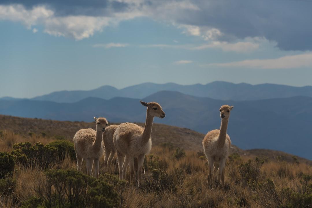 Llamas in Argentina 
