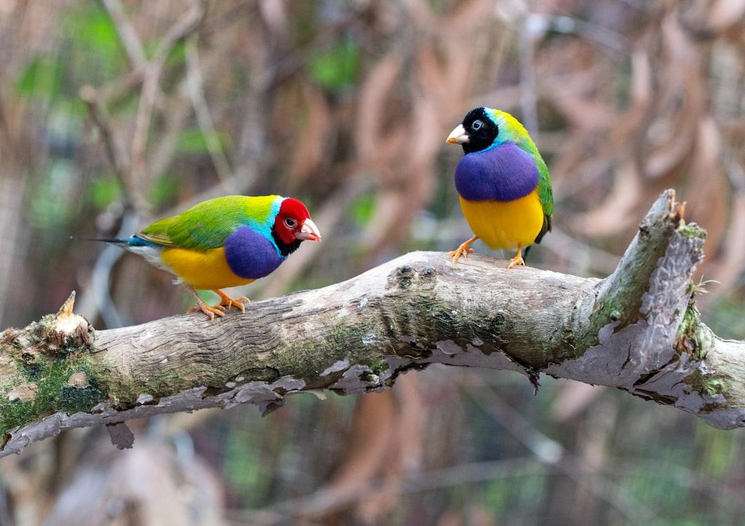 Gouldian finches are rare and would have to be one of the most colorful finches in the world. Their faces in particular can vary in colour between individuals.