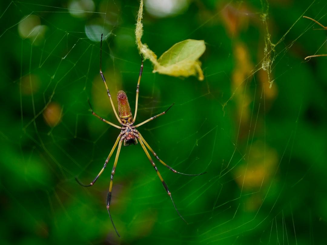 An amazing spider in a green background