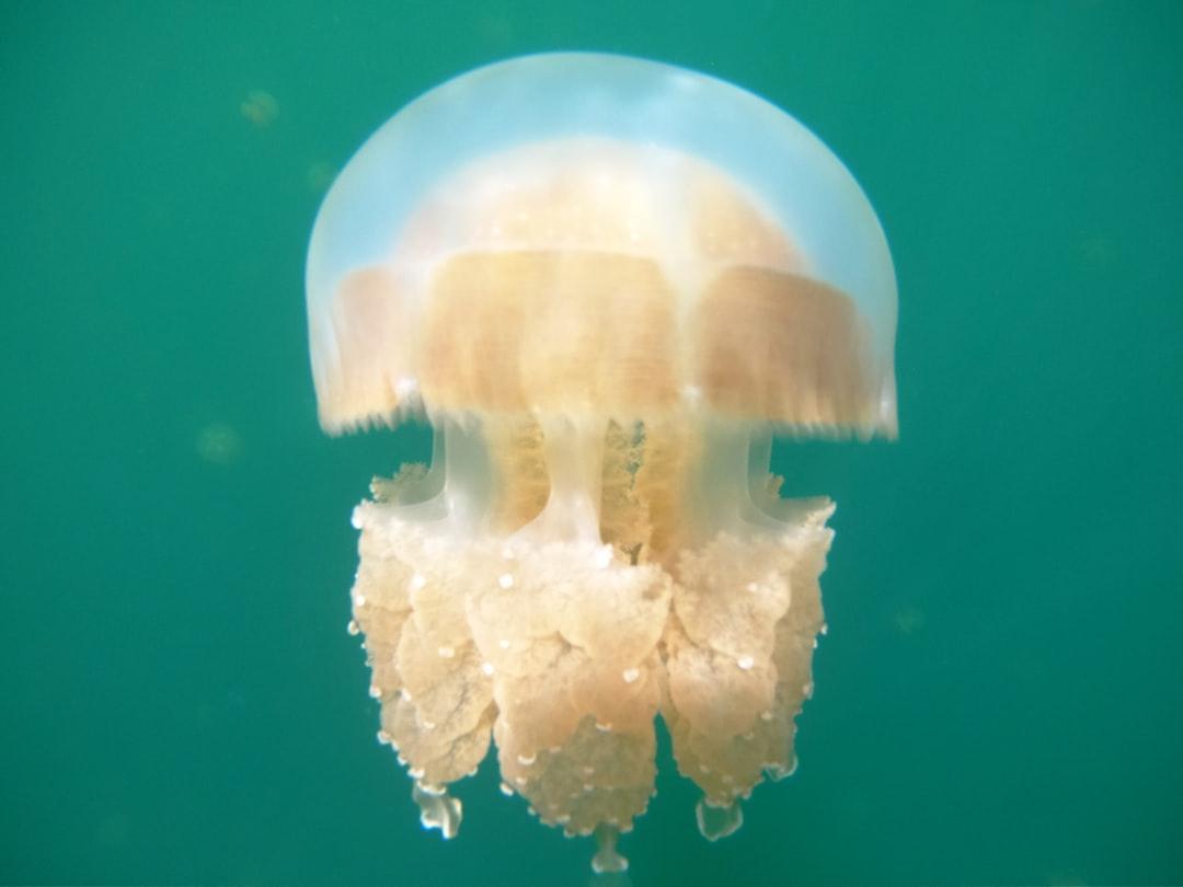 Beautiful jellyfish is swimming in Jellyfish Lake.
