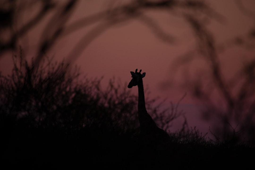 silhouette photography of giraffe