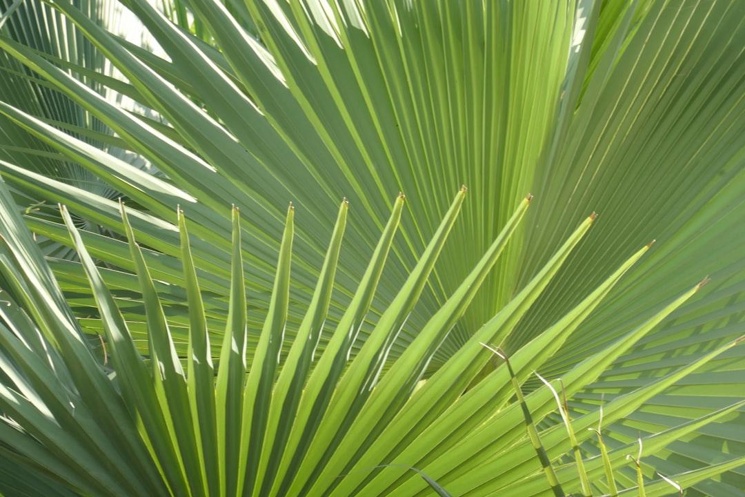 sunlight palm leaves