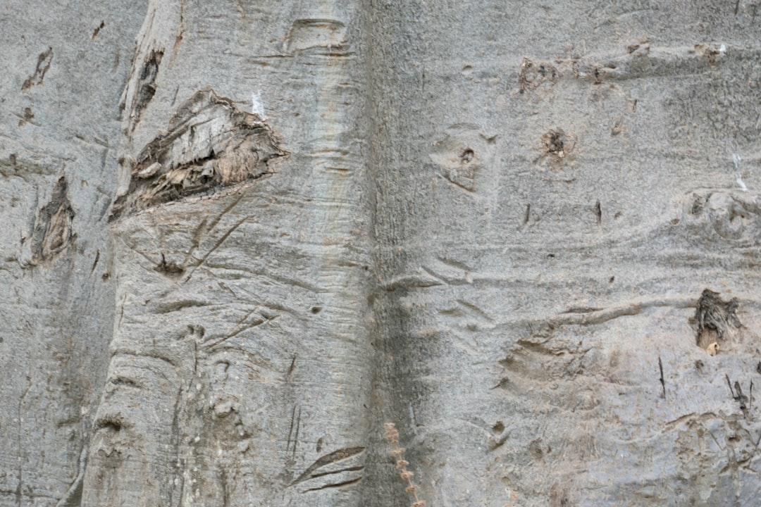 the bark of a baobab tree - it looks a bit like elephant skin