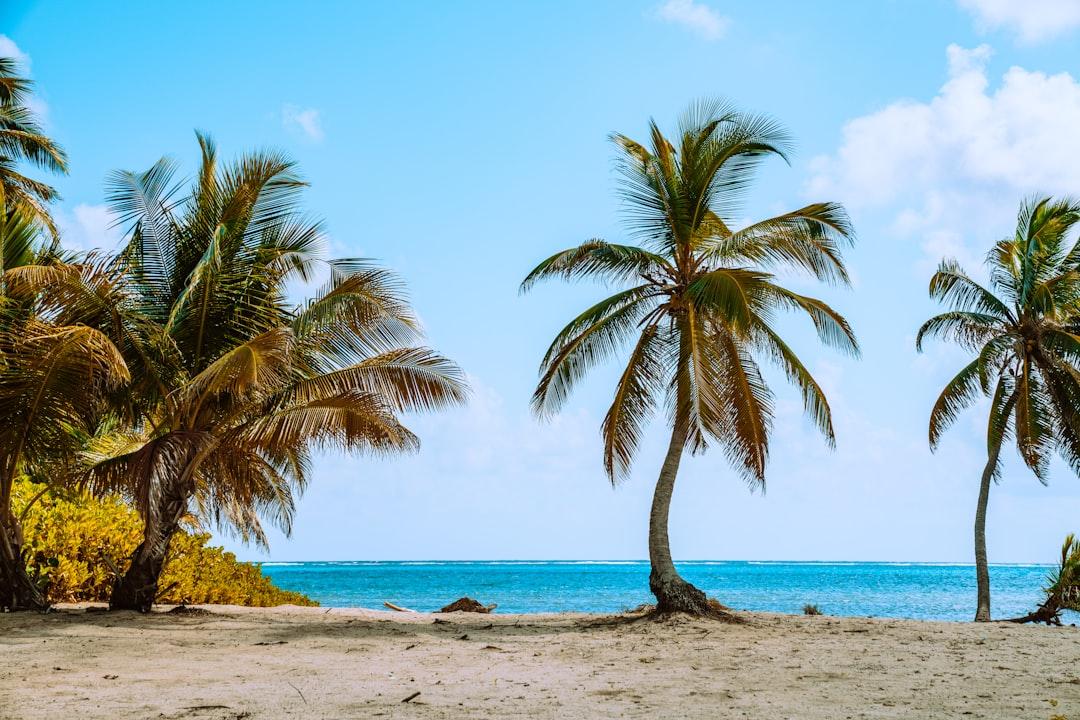 Palm trees along the sandy shoreline of a tropical beach.
