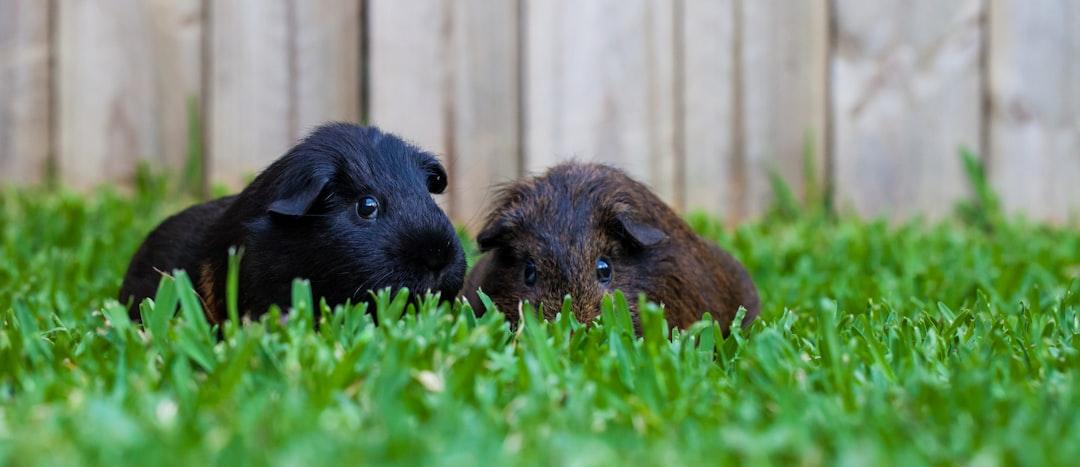 brown guinea pig on green grass during daytime
