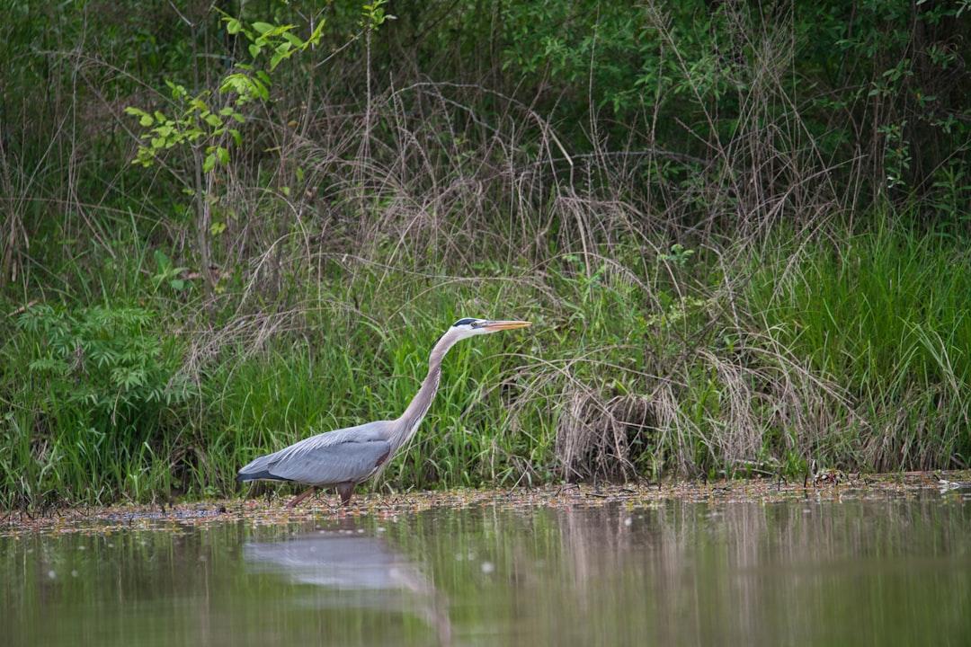 Blue Heron slowly stalking fish.  The Heron is ready for lunch while I Kayak on AJ Jolly Lake.
