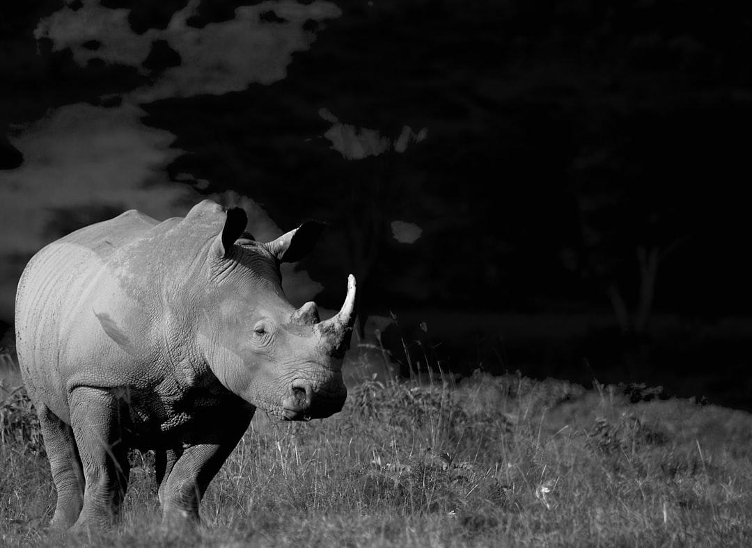 White Rhino spotted in Nakuru