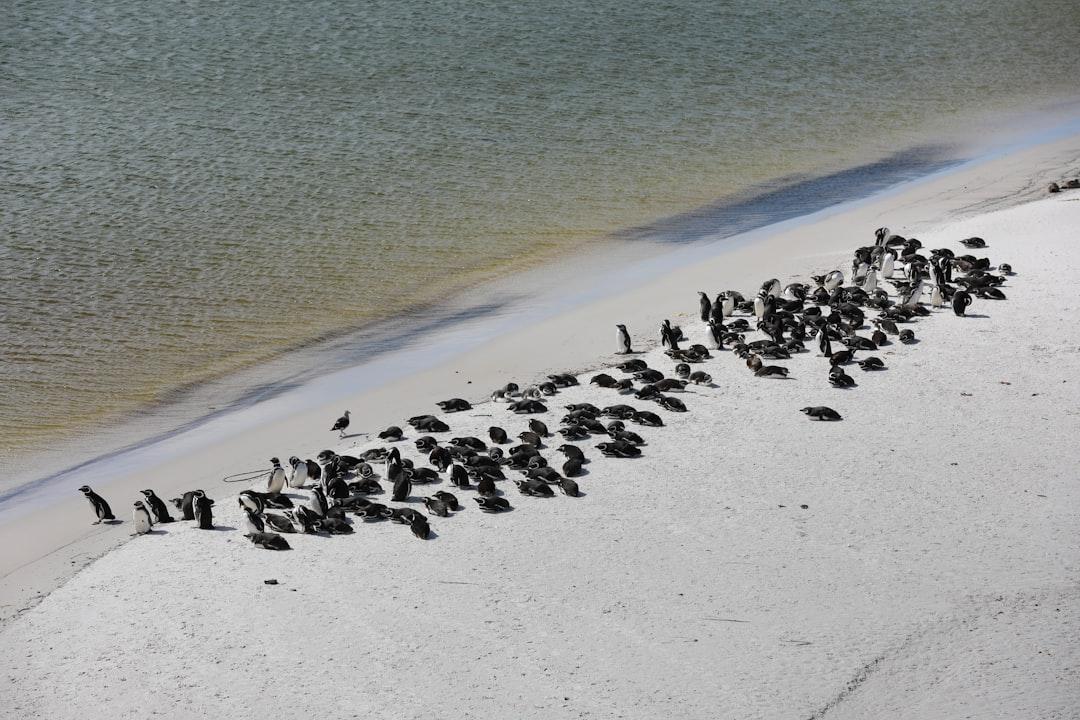 flock of black and white birds on beach shore during daytime