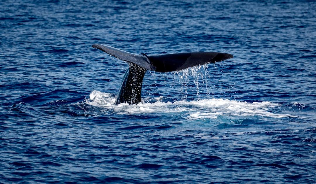 A Sperm whale just off Roseau in the Caribbean