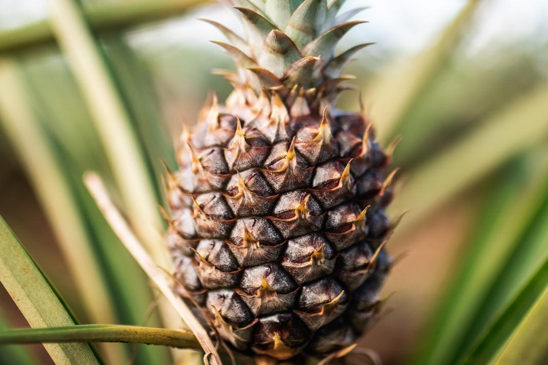 pineapple fruit in close up photography