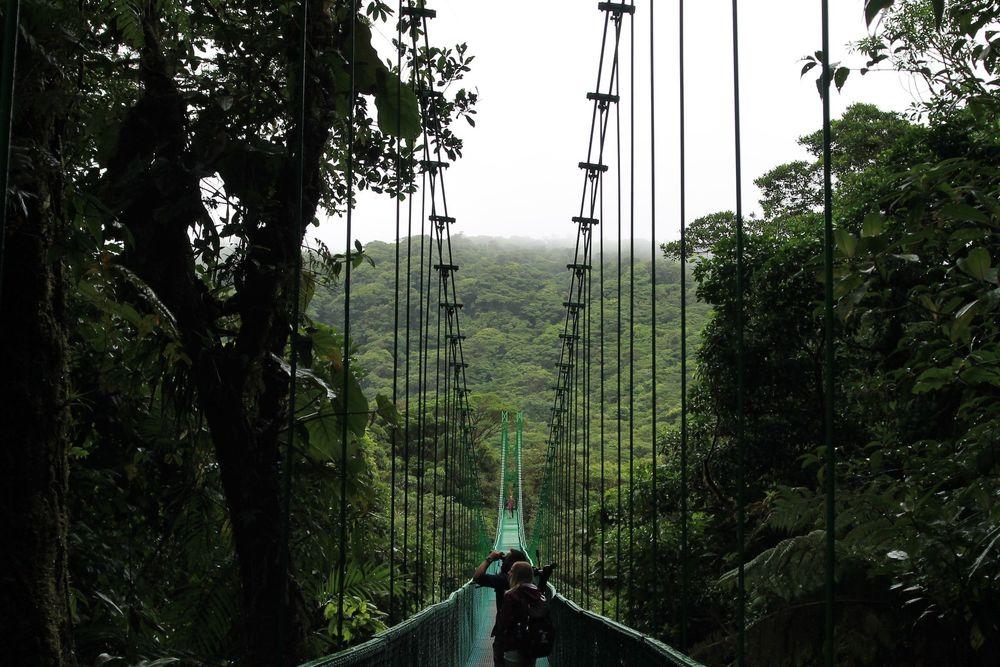 Hanging bridges near Monteverde. Tour in the canopy of the trees.