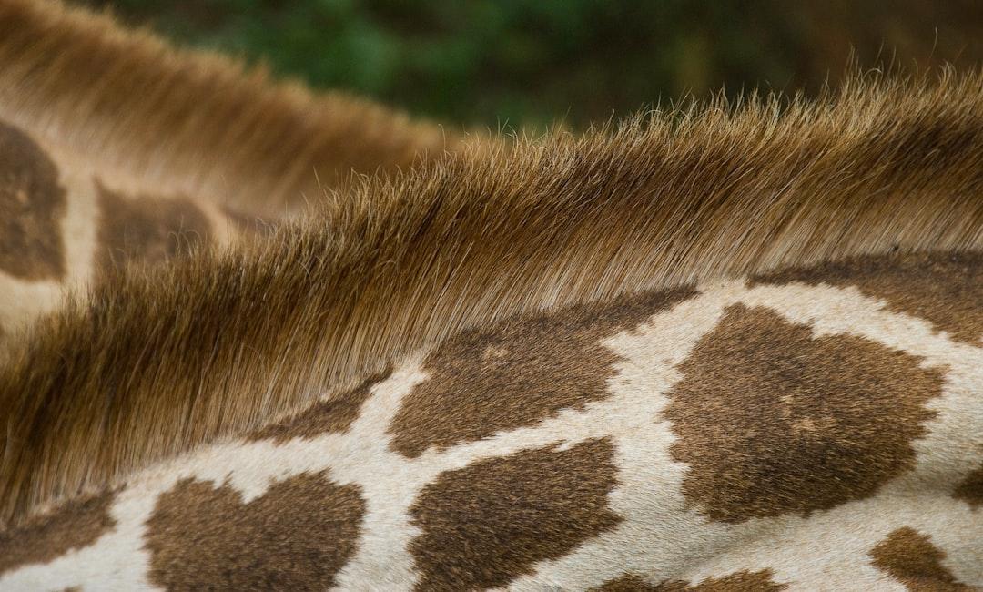 Close-up of giraffe neck