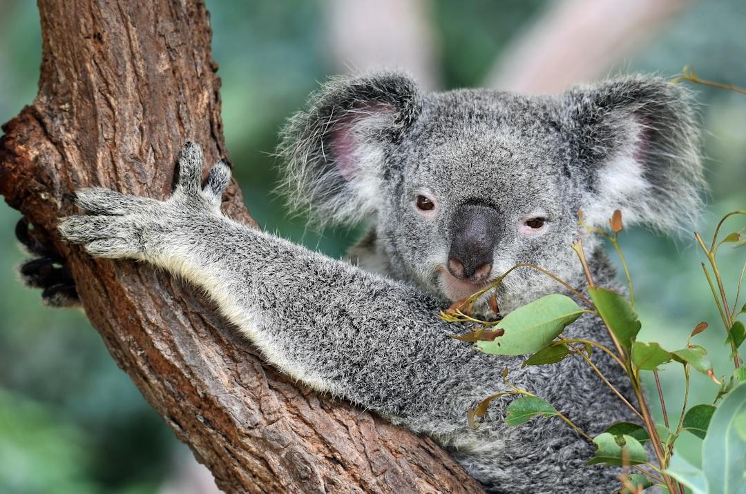 A cute koala chews on eucalyptus leaves at Koala Gardens, Kuranda, Australia.