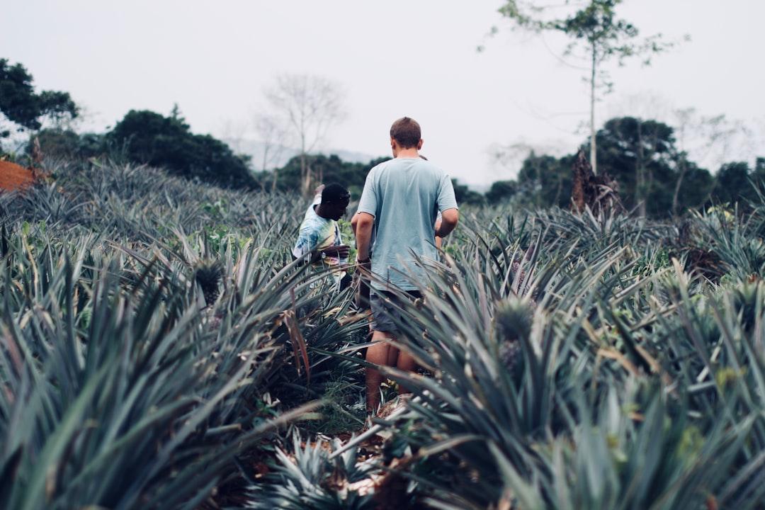 Walking through a pineapple field