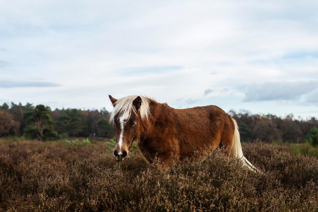 Encountered a group of wild horses on the Veluwe, a national park of The Netherlands.