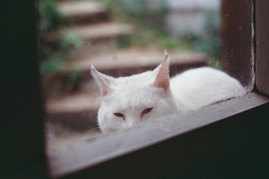 closeup photo of short-fur white cat outside glass window