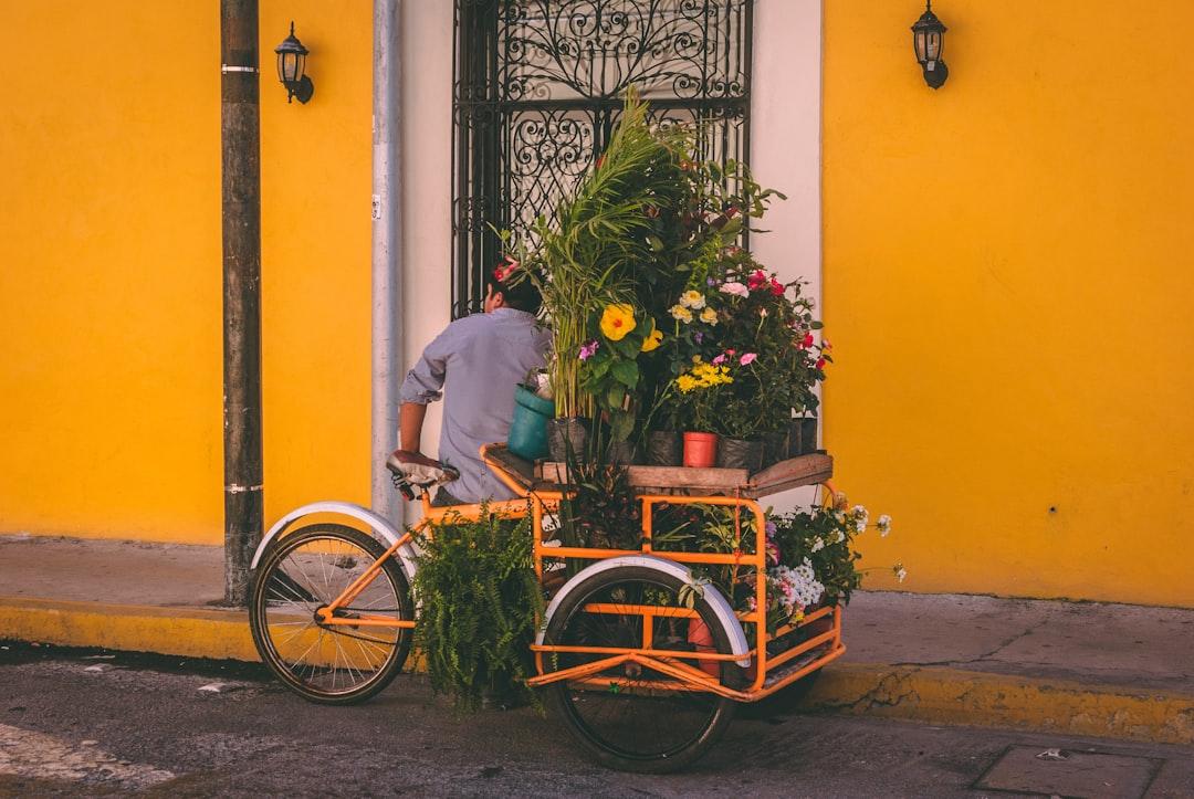 Flowers in a Tricycle