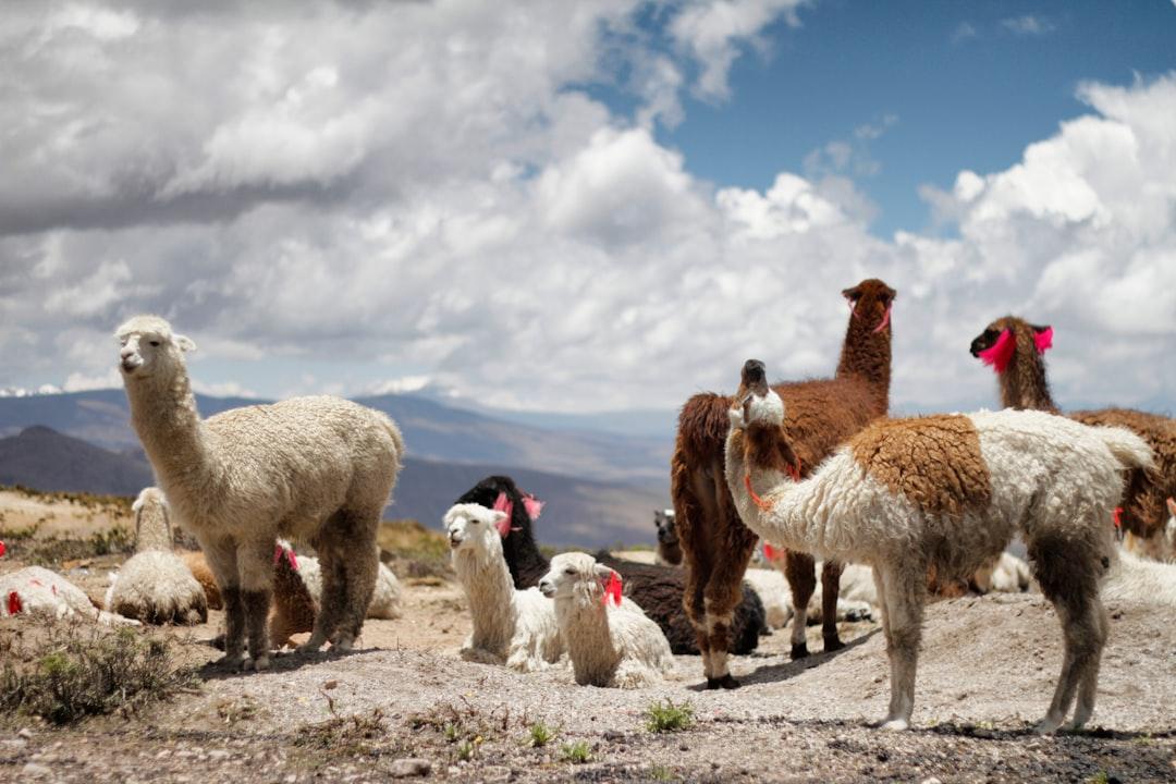 On the way up into Colca Canyon you’ll find these beauties all over the place.