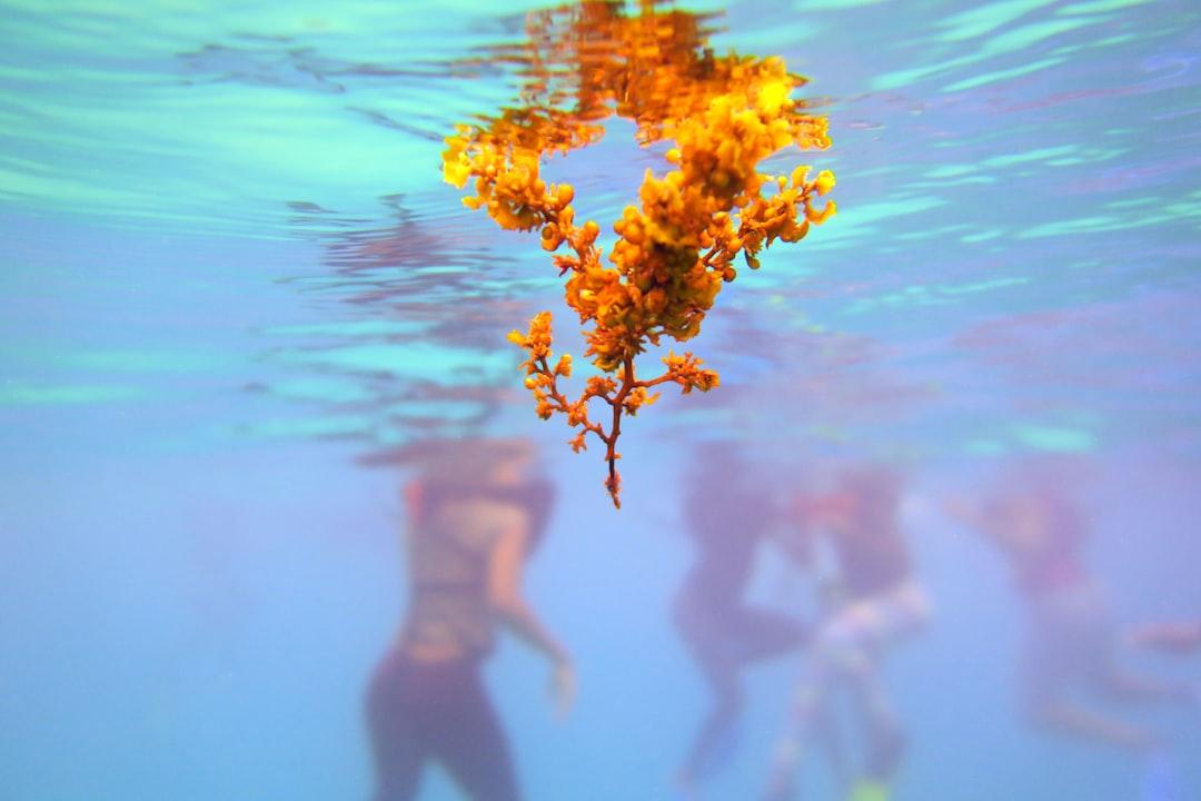 While leading a snorkelling class for a marine facility in Jamaica there were small clusters of sargassum, a type of algae that often times creates a huge problem for coastal areas, came close to the young snorkellers.

It was good to use this as a focal point with the students in the background, slight change in contrast and saturation of the original picture but the reflection of the water is natural.