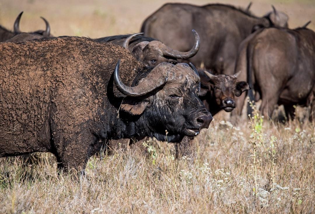 African buffalo. A herd of African buffaloes, with a little calf. One of the most dangerous animals in Africa.