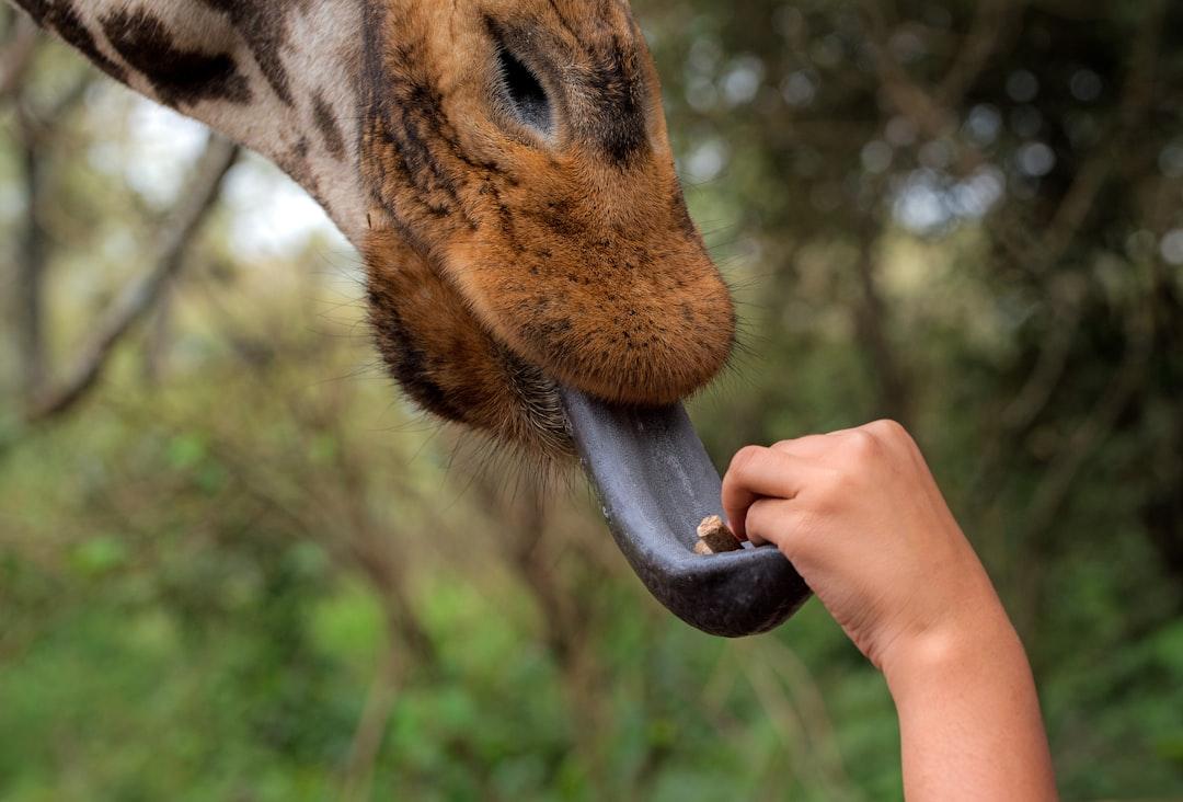 Hand feeding a giraffe at the Giraffe Centre in Nairobi, Kenya.