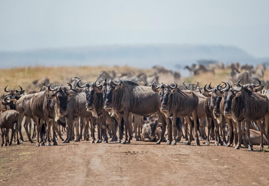 A herd of wildebeest blocks the road in the Mara triangle, Kenya.
