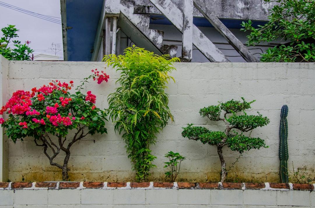 assorted plants near white concrete wall