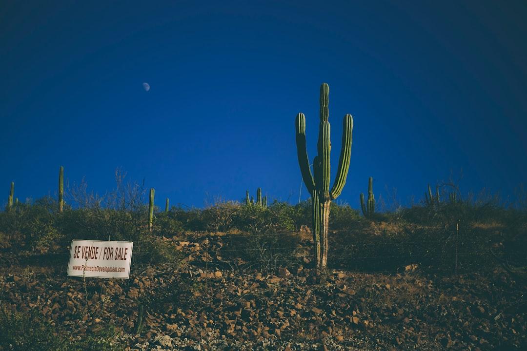 Land for sale with a cactus in La Paz in Mexico | Check out my blog: matthewtrader.com/unsplash