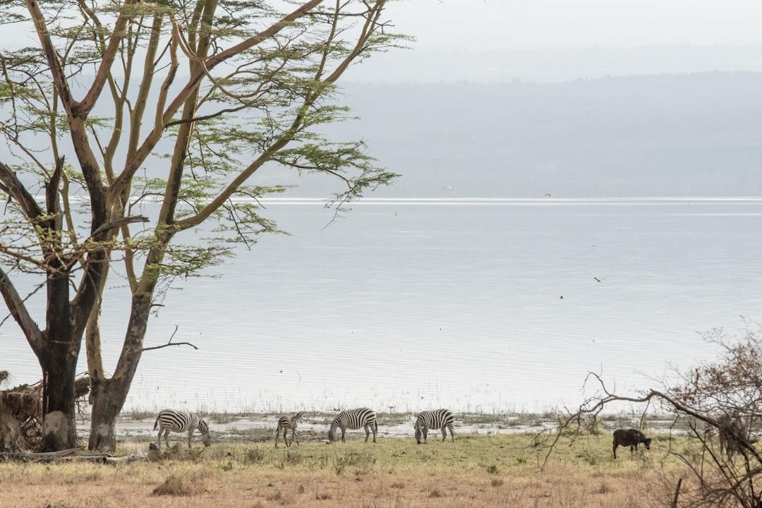 Group of zebras near Lake Nakuru during a safari in Kenya, Africa.