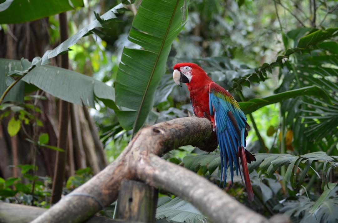 scarlet Macaw on branch