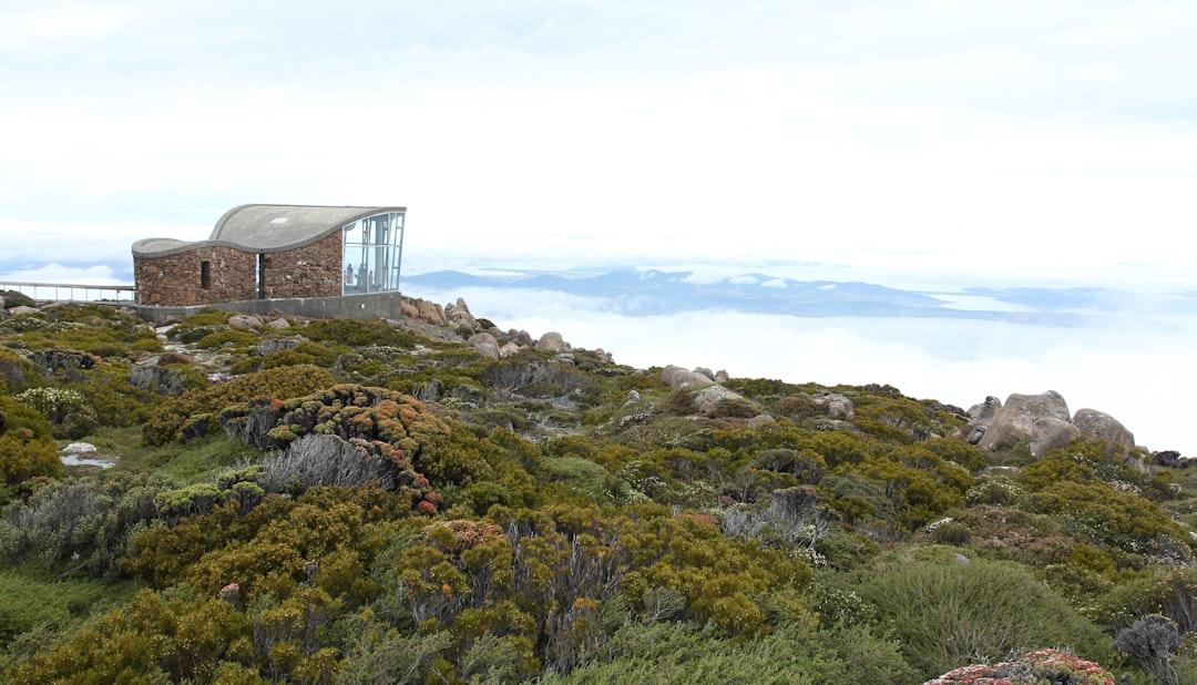 Wildflowers bloom in the clouds atop Mt Wellington, the iconic peak that overlooks Hobart, Tasmania.