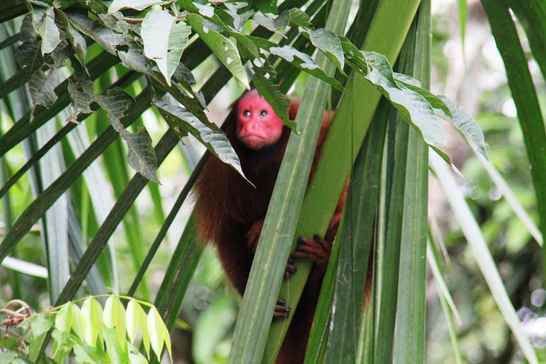 monkey. uakari.
Iquitos.