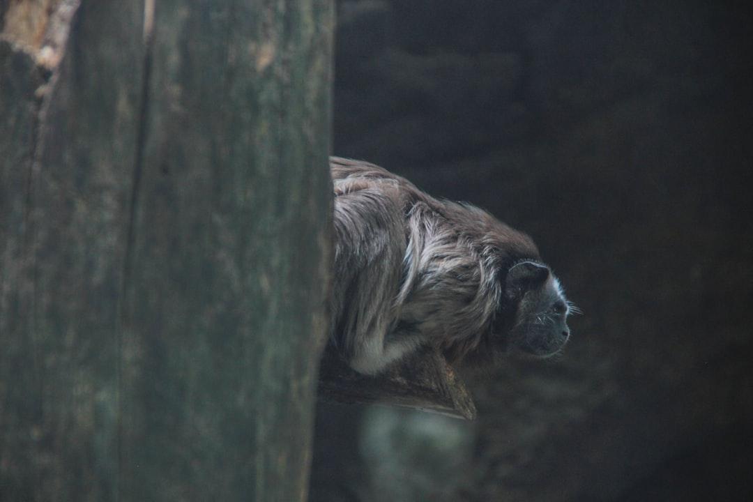 esta foto fue tomada en el zoológico de pereira, un bioparque llamado ukumari.