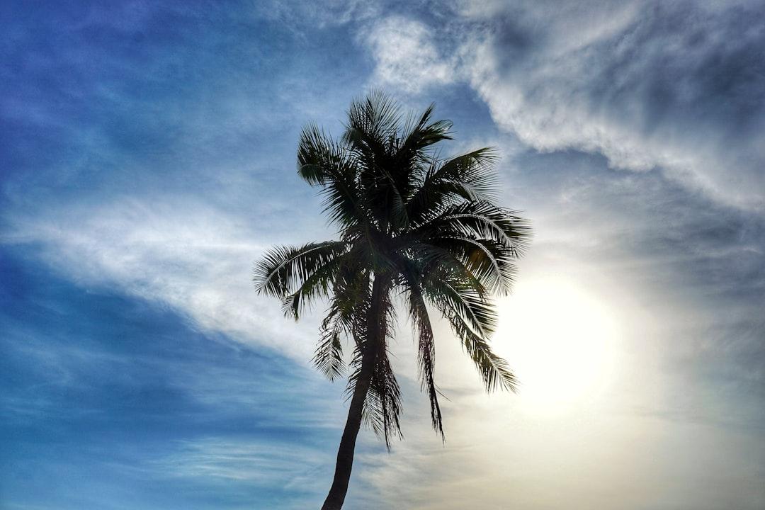 Silhouette of a palm tree on Pattaya Beach.