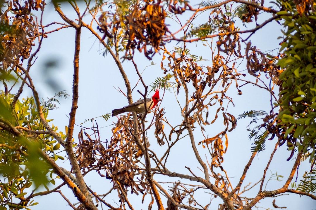 Beautiful red-crested cardinal, paroaria coronata.