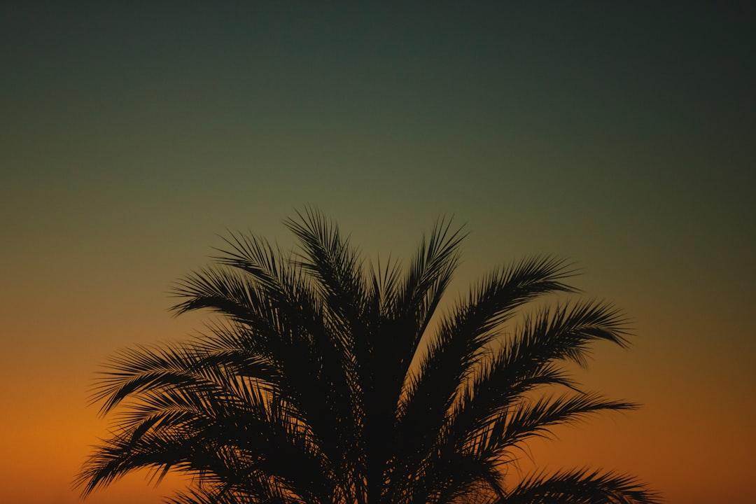 A palm tree at sunset in La Paz, Mexico | Please check out my blog at: matthewtrader.com/unsplash